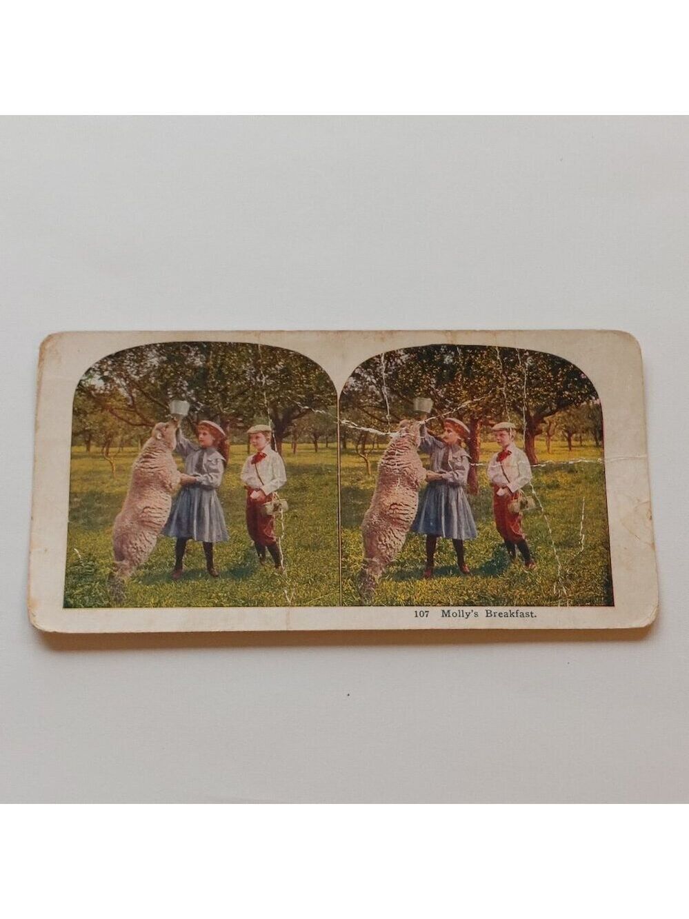 CUTE Victorian Stereograph Card "Molly's Breakfast" Children feeding a Sheep
